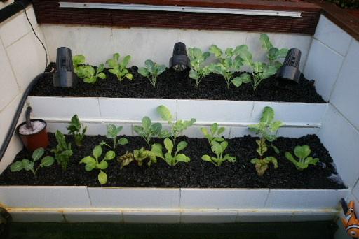 自制庭院小鱼池，手把手教你建室外鱼池