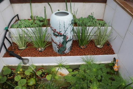 自制庭院小鱼池，手把手教你建室外鱼池