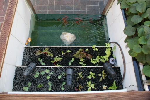 自制庭院小鱼池，手把手教你建室外鱼池