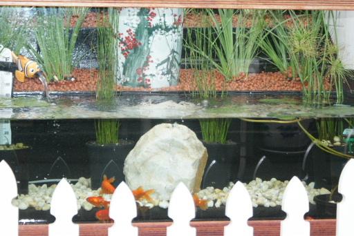 自制庭院小鱼池，手把手教你建室外鱼池