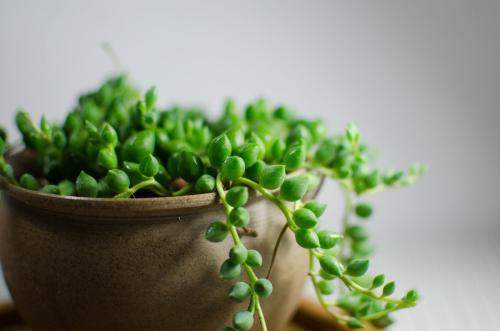 多肉佛珠的养殖方法和注意事项，多肉植物佛珠的栽培与管理（佛珠多肉盆景秋季养殖方法）