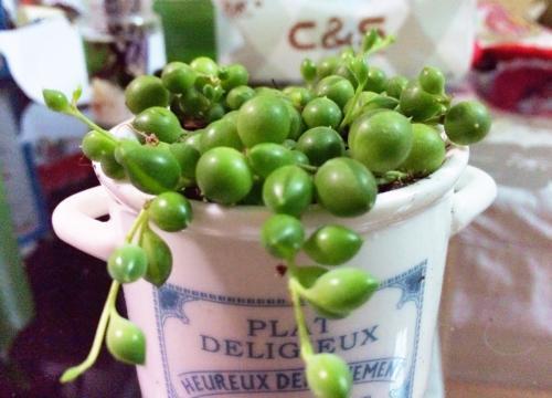 多肉佛珠的养殖方法和注意事项，多肉植物佛珠的栽培与管理（佛珠多肉盆景秋季养殖方法）