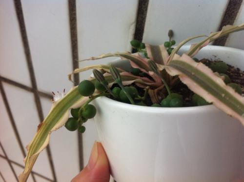 多肉佛珠的养殖方法和注意事项，多肉植物佛珠的栽培与管理（佛珠多肉盆景秋季养殖方法）