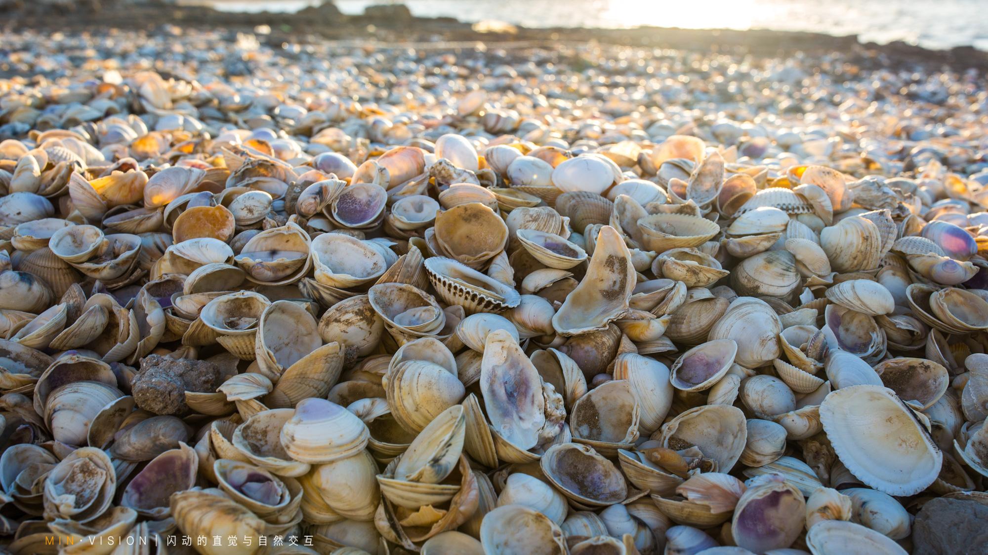 环渤海海岸带上,有一条绵延76千米的古贝壳堤-