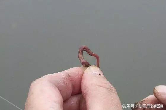 秋季钓鱼特效饵料秘方大公开，助你轻松爆护，钓友必备实战技巧！