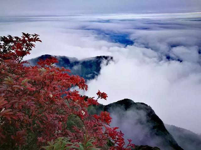 人间仙境满山红叶，原来是峨眉山的树叶红了……