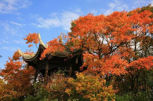 人间仙境满山红叶，原来是峨眉山的树叶红了……
