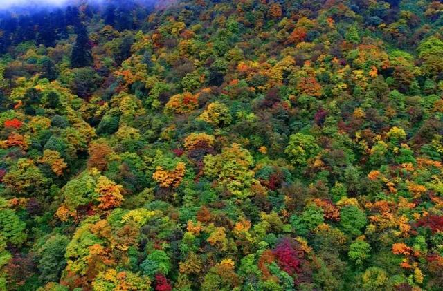 人间仙境满山红叶，原来是峨眉山的树叶红了……