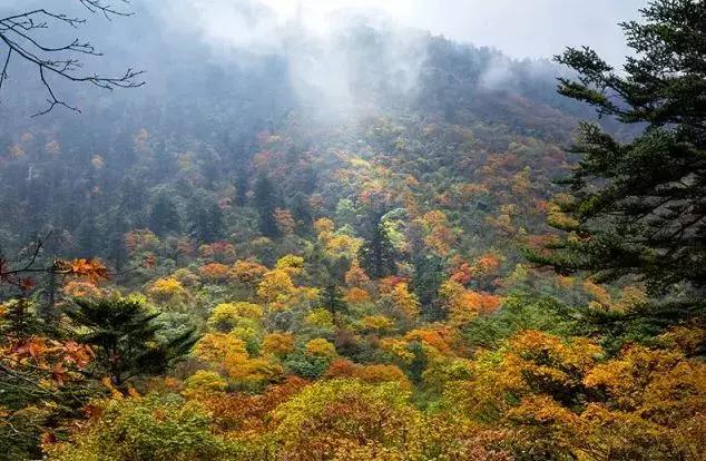 人间仙境满山红叶，原来是峨眉山的树叶红了……