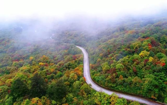 人间仙境满山红叶，原来是峨眉山的树叶红了……
