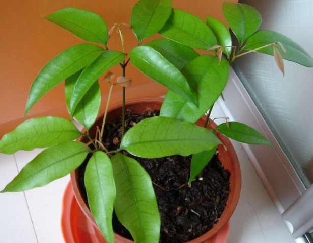 凉开水可以浇花吗，开水放冷了可以浇花吗（过期奶、温水、凉开水可以浇花吗）