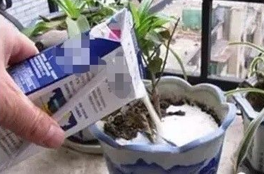 凉开水可以浇花吗，开水放冷了可以浇花吗（过期奶、温水、凉开水可以浇花吗）