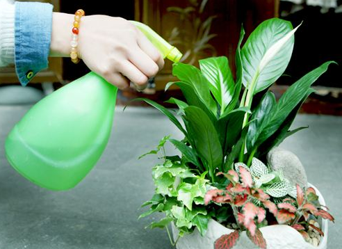 凉开水可以浇花吗，开水放冷了可以浇花吗（过期奶、温水、凉开水可以浇花吗）