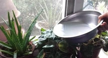 凉开水可以浇花吗，开水放冷了可以浇花吗（过期奶、温水、凉开水可以浇花吗）