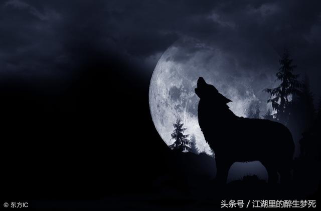 简短狼性团队口号，有哪些简短的狼性团队口号（如何打造一支有战斗力的狼性团队）