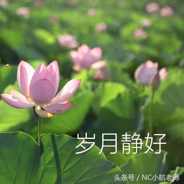 狗头，微信头像，狗头（如果当初换个头像）