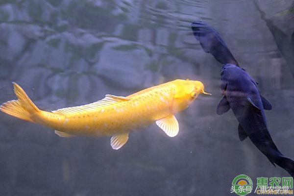 中国锦鲤是什么，中国锦鲤是什么东西（中国锦鲤多少钱一条）