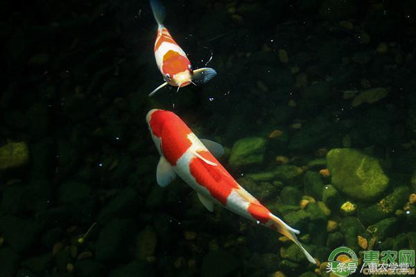 中国锦鲤是什么，中国锦鲤是什么东西（中国锦鲤多少钱一条）