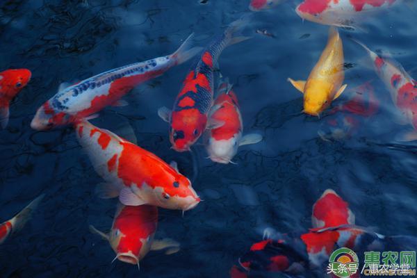 中国锦鲤是什么，中国锦鲤是什么东西（中国锦鲤多少钱一条）