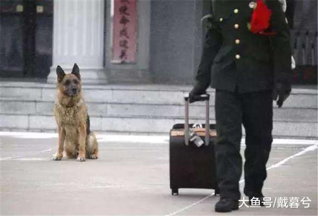 普通人可以领养退役军犬吗，退役的警犬怎么领养（能把军犬带回家吗）