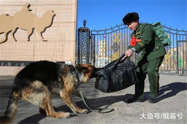 普通人可以领养退役军犬吗，退役的警犬怎么领养（能把军犬带回家吗）