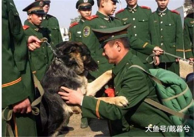 普通人可以领养退役军犬吗，退役的警犬怎么领养（能把军犬带回家吗）