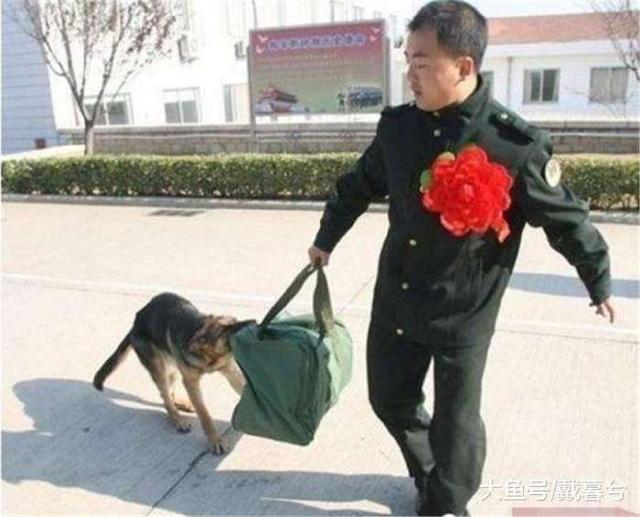 普通人可以领养退役军犬吗，退役的警犬怎么领养（能把军犬带回家吗）