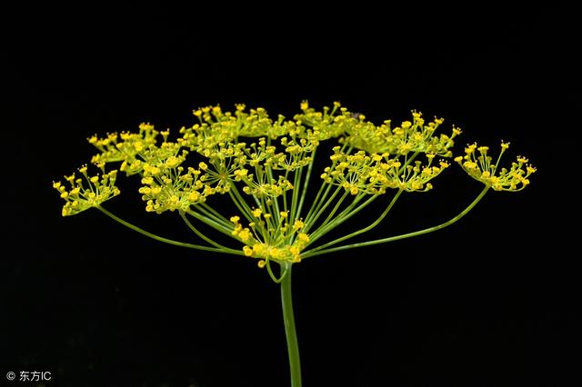 六月霜的功效与作用，中药六月霜的功效与作用是什么（酢浆草、价值超过人参）