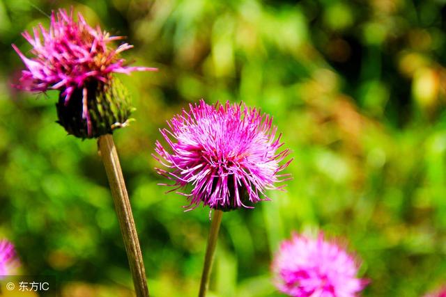 六月霜的功效与作用，中药六月霜的功效与作用是什么（酢浆草、价值超过人参）