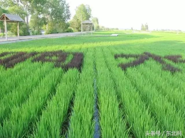 对于大米你可能知道的还不够多，生态大米多少钱一斤