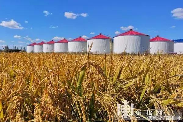 对于大米你可能知道的还不够多，生态大米多少钱一斤