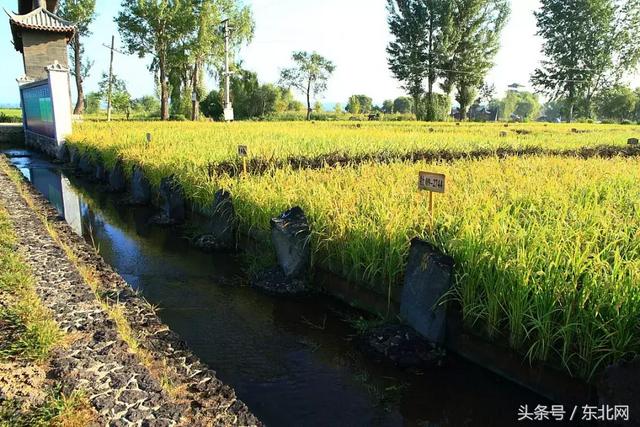 对于大米你可能知道的还不够多，生态大米多少钱一斤