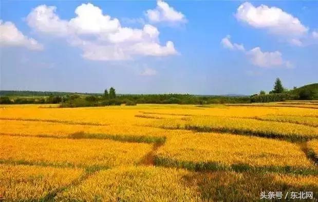 对于大米你可能知道的还不够多，生态大米多少钱一斤