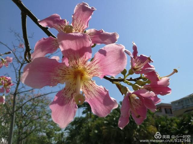 异木棉和木棉的区别有哪些，异木棉与木棉的区别（与木棉“英雄花”有渊源吗）