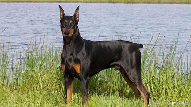 世界上最聪明的狗，世界上最聪明的狗是什么品种（五种世界上最聪明的狗）