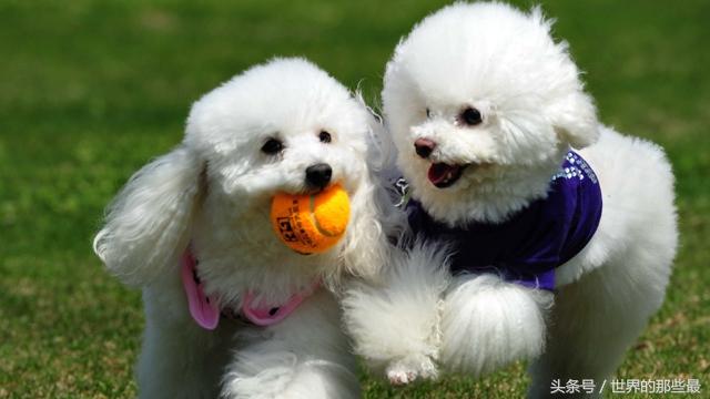 世界上最聪明的狗，世界上最聪明的狗是什么品种（五种世界上最聪明的狗）