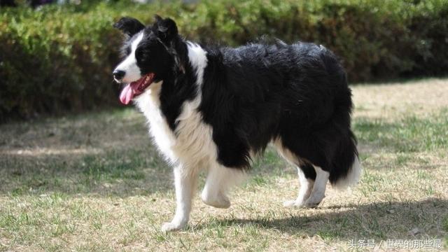 世界上最聪明的狗，世界上最聪明的狗是什么品种（五种世界上最聪明的狗）