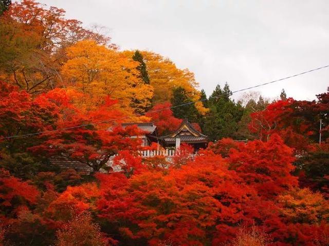 日本有哪些地方看枫叶最好，日本有哪些地方看枫叶最好看（今年日本赏红叶就去这10个地方）