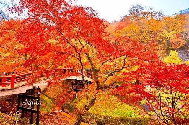 日本有哪些地方看枫叶最好，日本有哪些地方看枫叶最好看（今年日本赏红叶就去这10个地方）