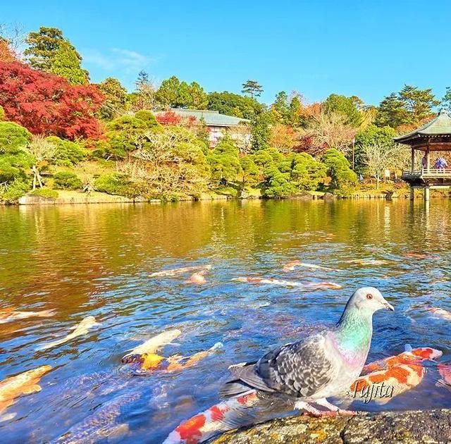 日本有哪些地方看枫叶最好，日本有哪些地方看枫叶最好看（今年日本赏红叶就去这10个地方）