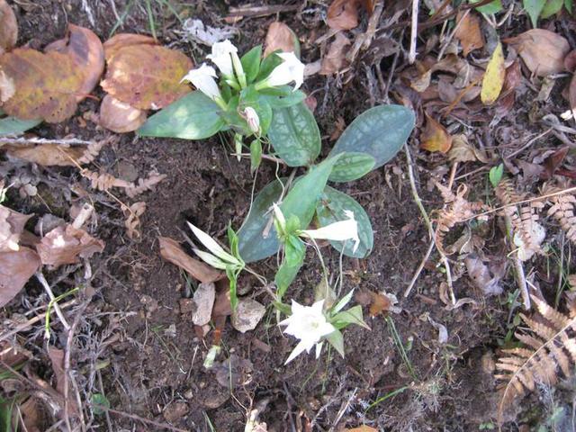 肺形草的功效与作用,肺形草的功效与作用及副作用(中药材肺形草)