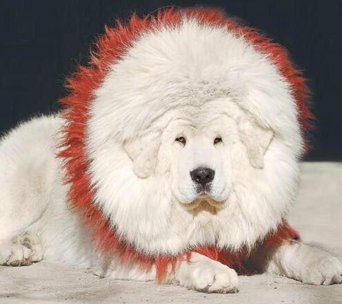 军用狗链子图片,雪獒是什么狗(一胎生下百万元的雪獒)