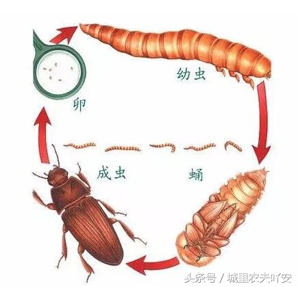 黄粉虫养殖方法和投资，黄粉虫人工饲养教程