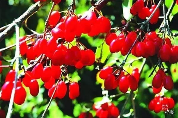 什shen组词2个字，一年级什shen怎么组词（昨日登高罢）