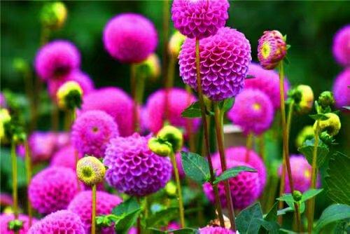 绒球花,请你欣赏大绒球花(绒球花生长在我国哪里)
