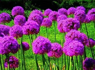 绒球花,请你欣赏大绒球花(绒球花生长在我国哪里)