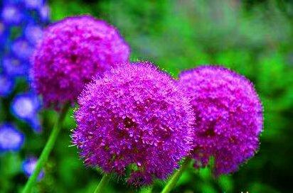 绒球花,请你欣赏大绒球花(绒球花生长在我国哪里)