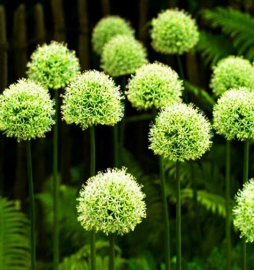 绒球花,请你欣赏大绒球花(绒球花生长在我国哪里)