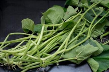 图片[2]-【素炒南瓜藤】做法步骤图 比吃肉还香 市场才1块钱1斤-起舞食谱网