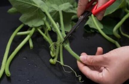 图片[3]-【素炒南瓜藤】做法步骤图 比吃肉还香 市场才1块钱1斤-起舞食谱网